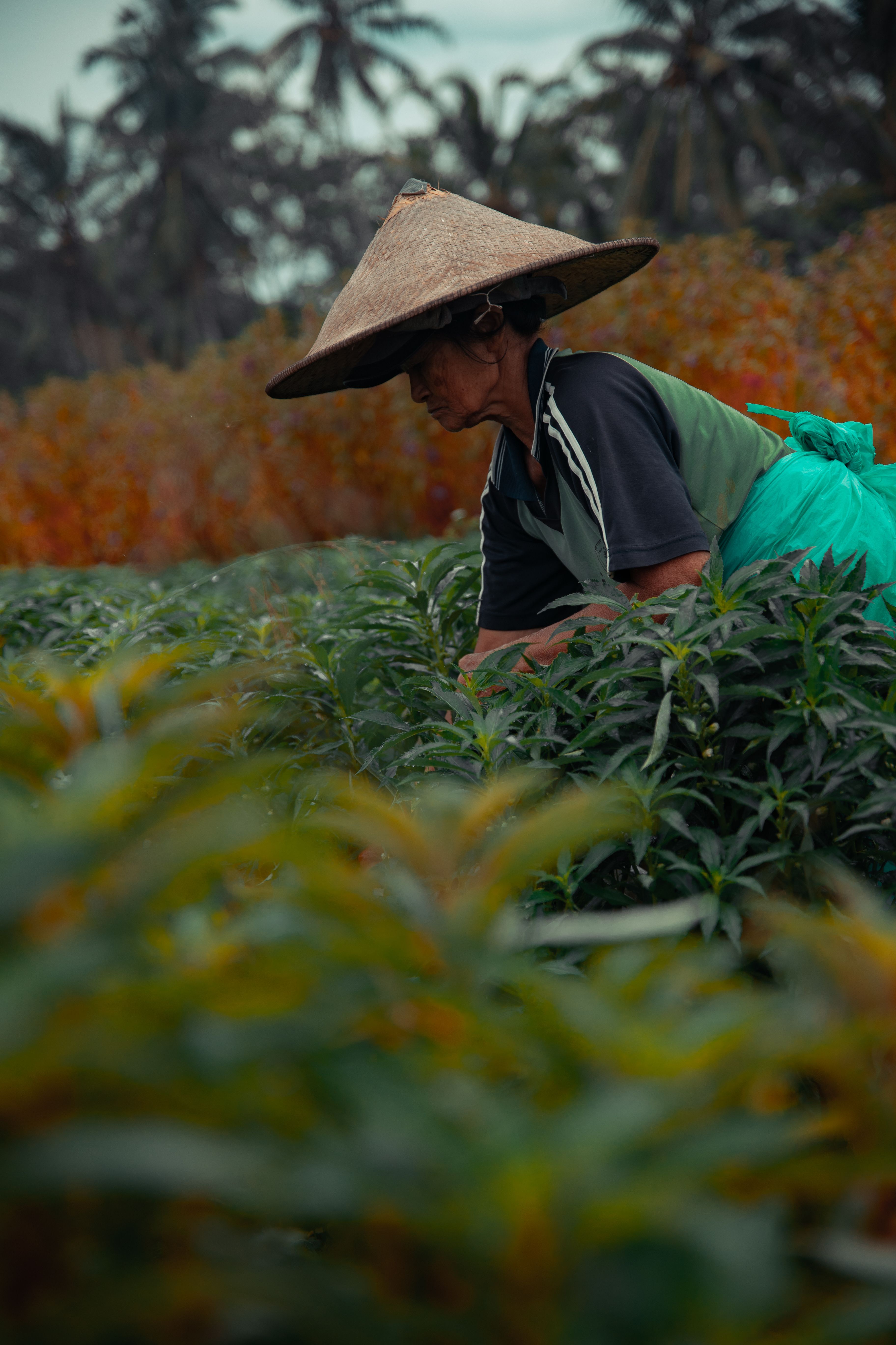 Asian farmer at work